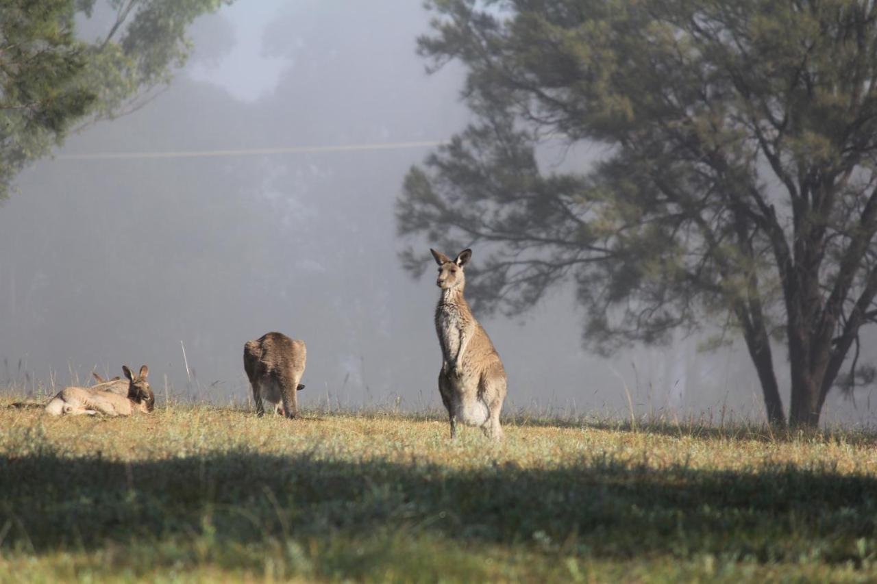 Palmers Lane Estate Hunter Valley Pokolbin Εξωτερικό φωτογραφία